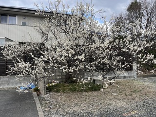 S__49299479.jpg