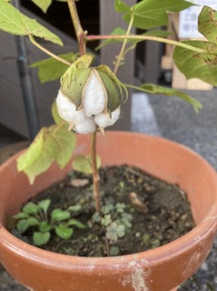 S__41041930.jpg