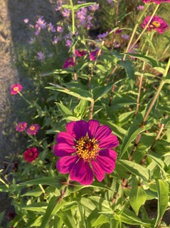 S__41041951.jpg